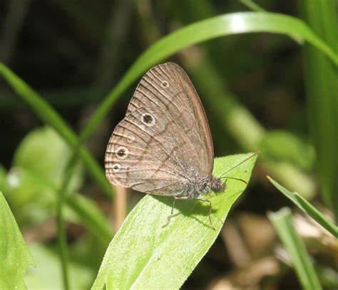 Carolina Satyr In July By Jugbayjs Inaturalist