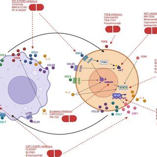 Mechanisms Of Crosstalk Between Macrophages And Tumor Cells Undergoing