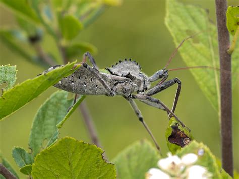 Arilus Cristatus Wheel Bug Assassin Bug These Ima Flickr