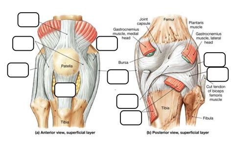 Knee Joint Capsular Ligaments Diagram Quizlet