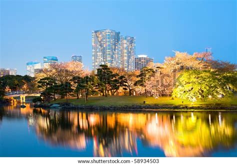 Cherry Blossom Hamarikyu Hama Rikyu Gardens Stock Photo 58934503 ...