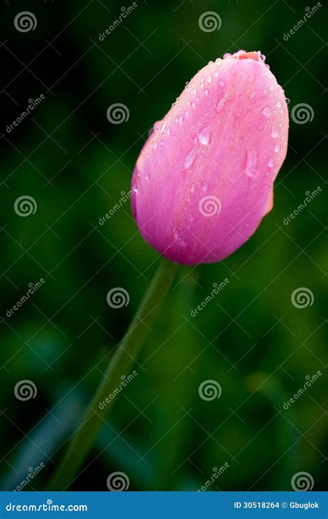 Pink Tulip Stock Photo Image Of Green Blossom Meadow 30518264