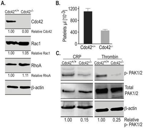 A Expression Of Cdc Rac And Rhoa In Platelet Lysates From The Wild