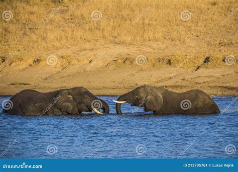 African Elephant Bulls Loxodonta Africana In Water In South Africa S