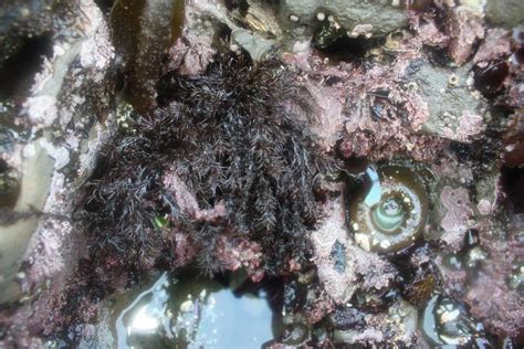 Black Pine Seaweed Fungi And Lichen Mosses Liverworts Red Algae