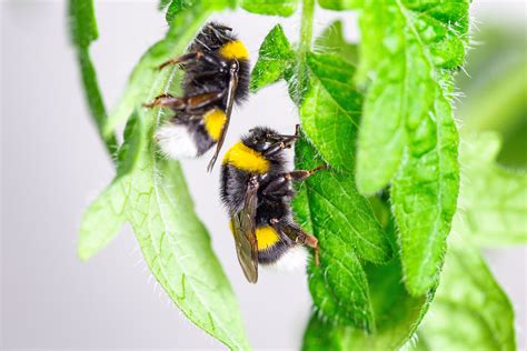 Bumblebee Insect Sting