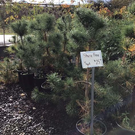 Buy Pinus Contorta Shore Pine The Nursery Outlet