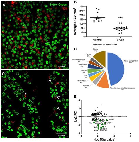 General Profile Of The Number Retinal Ganglion Cell Rgc After The