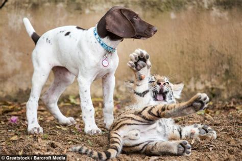 Rejected By His Mother Tiger Cub Becomes Best Friends With A Puppy