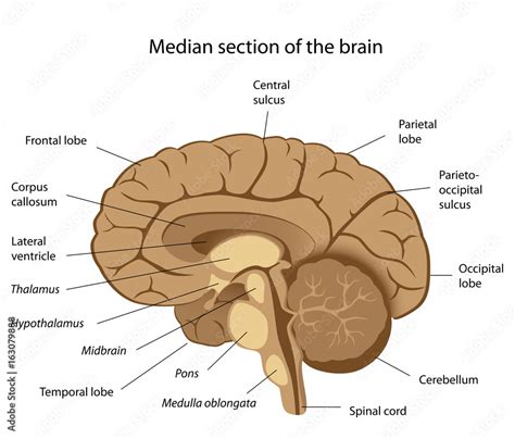 Human brain anatomy, labeled. Stock Illustration | Adobe Stock