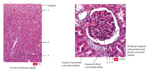 Renal Capsule Histology