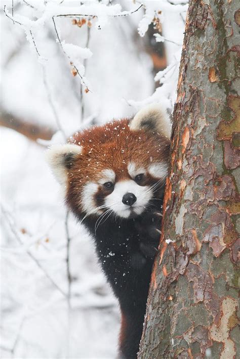 Red Panda - Animals Photo (38383851) - Fanpop