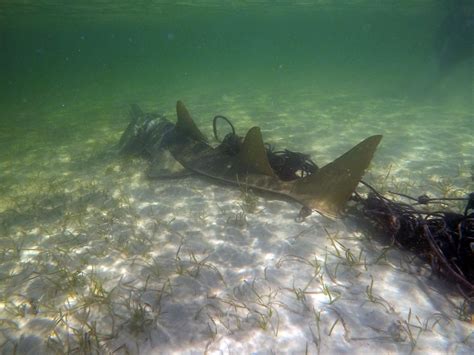 Saving Endangered Sawfish | NOAA Fisheries