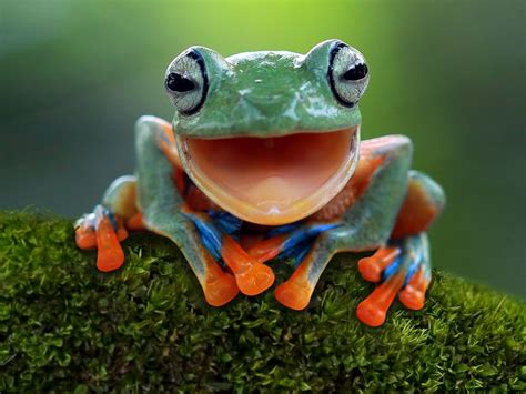 What’s the Difference Between a Frog and a Toad? | Britannica