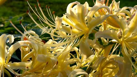 Free Stock Photo Of Flowers Lycoris Radiata