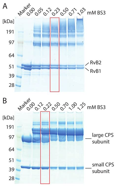 Sds Page Of Cross Linked Rvb B A And Cps B Complexes A M