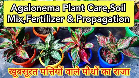 Aglaonema Aglaonema Plant Care Aglaonema Soil Mix Aglaonema