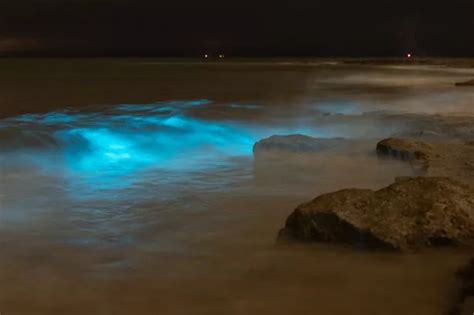 In Search Of Wales Bioluminescent Plankton Which Make The Sea Glow