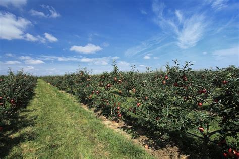 Premium Photo | Apple orchard