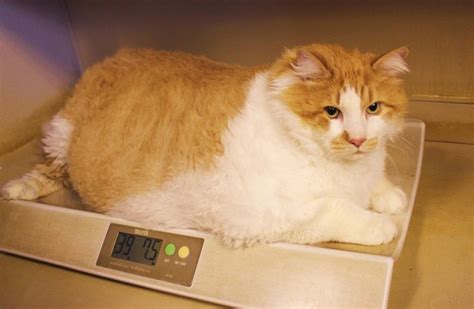 At 40 Pounds Garfield Is Newest Fat Cat On Internet