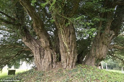 Mai vechi decât Stonehenge Cel mai bătrân copac in Marea Britanie are