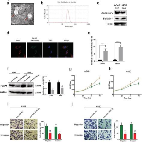 Exosomal Mir P Derived From A And H Cells Suppresses