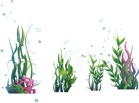 Free Seaweed Transparent Background Download Free Seaweed Transparent