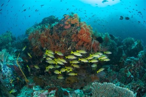 Indo Diver Tauchen Nord Bunaken Sulawesi Murex Divers Bangka