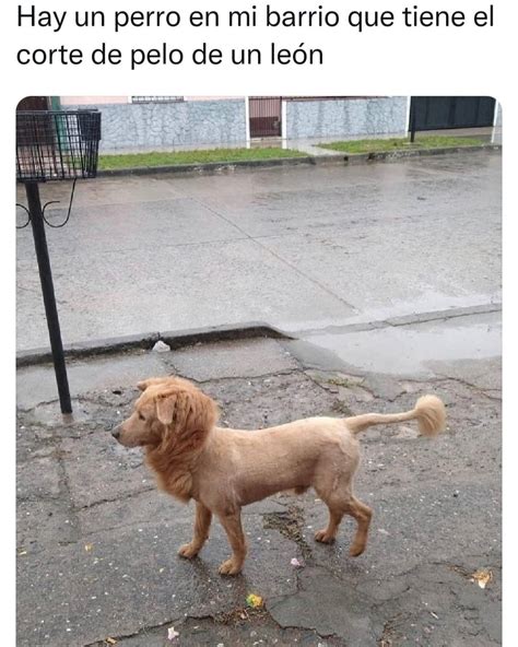 Hay un perro en mi barrio que tiene el corte de pelo de un león Memes