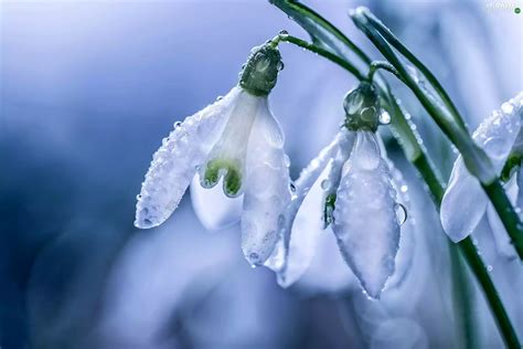 rain, snowdrops, drops - Flowers wallpapers: 2048x1365