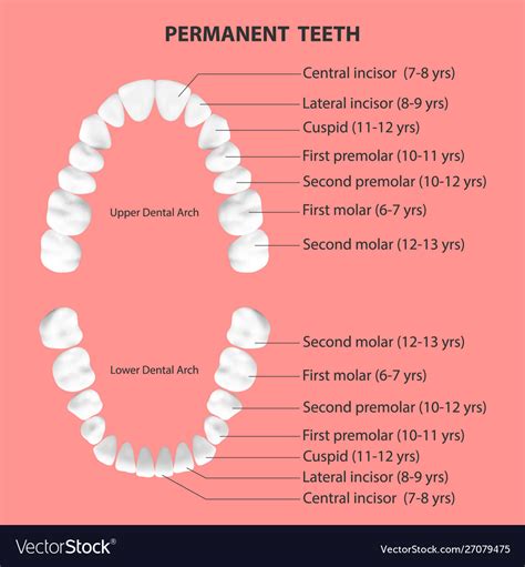 Lower Jaw Teeth Anatomy D Model Teeth Anatomy Dental Anatomy The Best