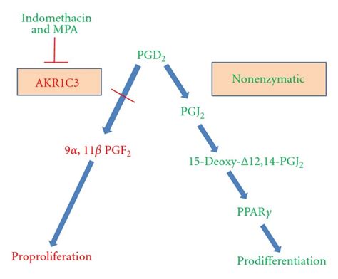 Influence Of Inhibiting The Activity Of AKR1C3 On PGD2 Metabolism