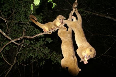 The Kinkajou Potos Flavus Also Known As The Honey Bear A Name It