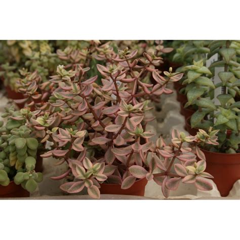 Crassula Volkensii Variegata