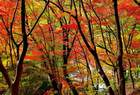 Autumn The Crimson P Trees Leaves Forest Hd Wallpaper