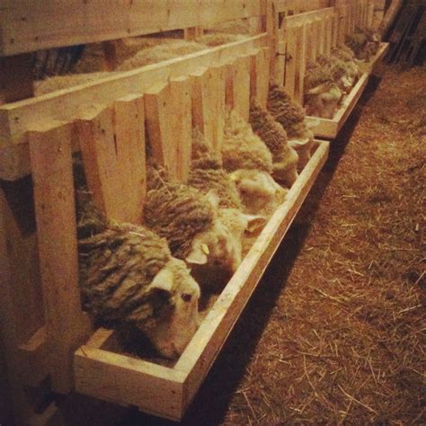 Wooden Headgate For Sheep Sheep Goat Barn Sheep Feeders