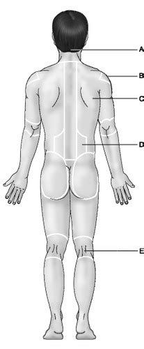 Nightingale Anatomy Final Flashcards Quizlet