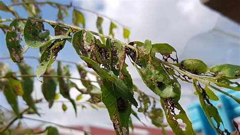 Ini Yang Perlu Anda Lakukan Untuk Pokok Kari Yang Daun Rosak Dan