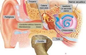 Otite Esterna Studio Dentistico Edoardo Bernkopf