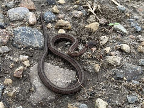 Minnesota Seasons Red Bellied Snake