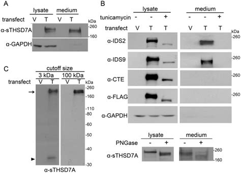 A Empty Vector V And THSD7A T Transfected HEK293T Cells Were