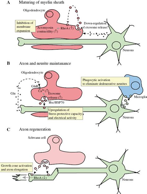 Roles Of Exosomes Via Neuron Glia Communication A Oligodendroglial