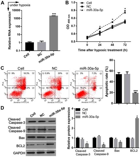 Microrna A P Promotes Proliferation And Inhibits Apoptosis Of Human