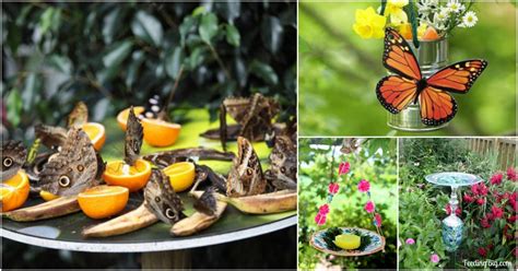 Diy Butterfly Feeders That Will Add Beauty And Butterflies To Your