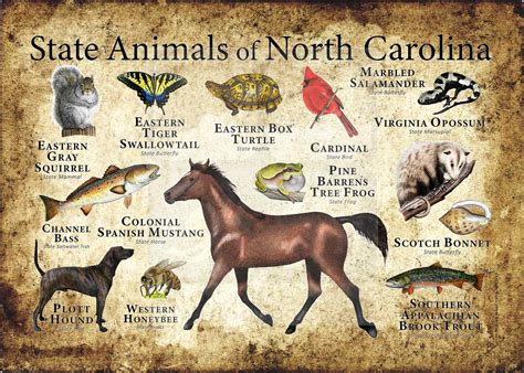 What Is The State Animal Of North Carolina At Kristopher Russell Blog