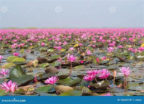 Picture Of Beautiful Lotus Flower Field Stock Image Image Of