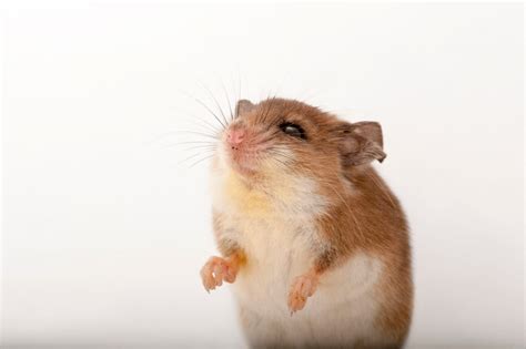 African Gray Climbing Mouse Dendromus Melanotis Joel Sartore