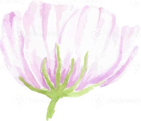 Watercolor Hand Drawn Anemone Flower Elements 13078744 PNG