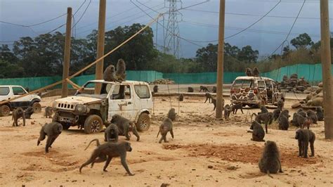 狒狒之亂大逆轉 六福村認了：脫逃狒狒為本園所有｜東森新聞：新聞在哪 東森就在哪裡