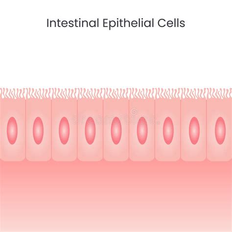 Intestinal Epithelial Cells Background Stock Vector Illustration Of Cellular Anatomy 254119529